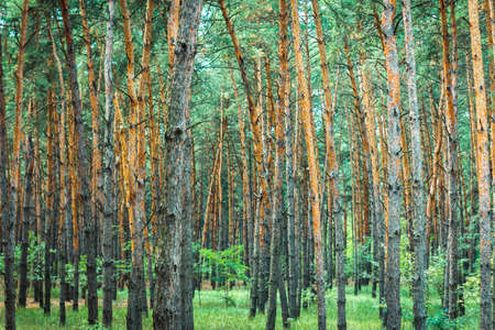 thick pine forest. trunks of coniferous trees, texture for the background. seamless abstract...