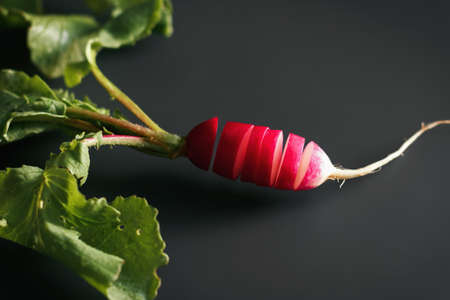 Fresh red radish on a dark table. Growing organic vegetables. A bunch of raw fresh radishes on a dark background ready to eat. Raw food. food photography - Imageの写真素材