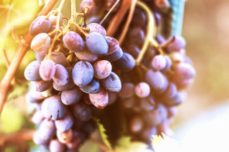 harvesting of ripe grapes, Red wine grapes on vine in vineyard, close-up. Farmers receive freshly harvested black grapes.の写真素材
