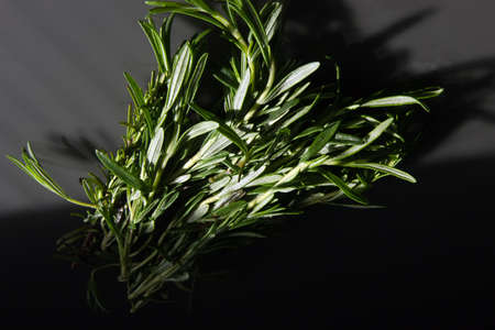 fragrant rosemary leaves on a dark table. Spicy aromatic plant as a seasoning for food. Dark Food...