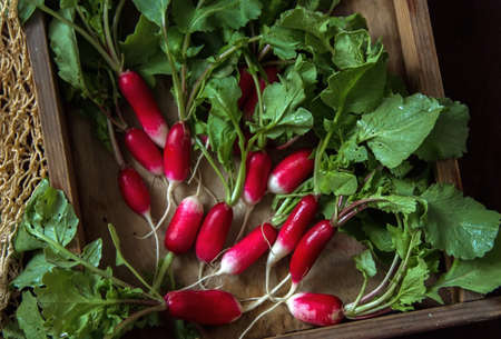 Fresh red radish on old wooden table. Growing organic vegetables. A bunch of raw fresh radishes on dark boards ready to eat. raw foods. food photographyの素材 [FY310190699522]