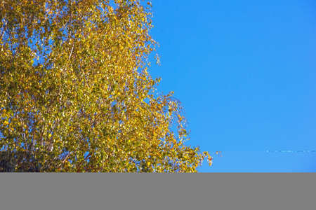 Autumn colorful bright leaves against a blue sky in an autumn park. Autumn. Background. Fall. Beautiful nature scene- Imageの写真素材
