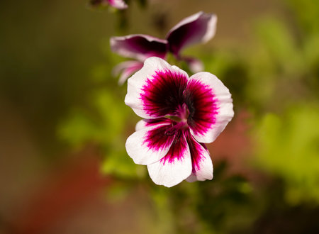 Pink geranium flowers. blue sky. Beautiful little geranium flower. Ivy Pelargonium. Geranium in a pot outdoors.の写真素材