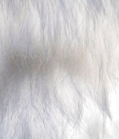 Angora goat wool close-up. Mohair. shiny fibre. Yarn production.