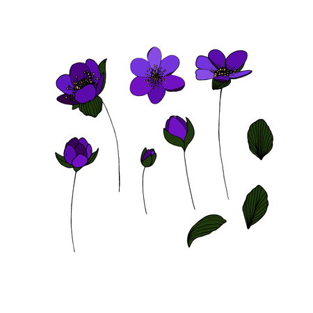 Vector set of  isolated flowers on white background. Floral vector elements collection.のイラスト素材