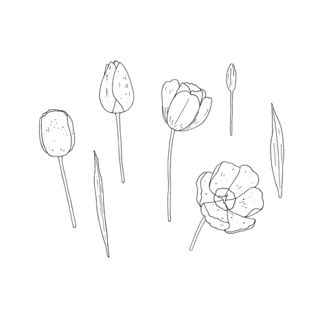 Vector set of isolated outline tulips on white background. Floral vector elements collection.のイラスト素材