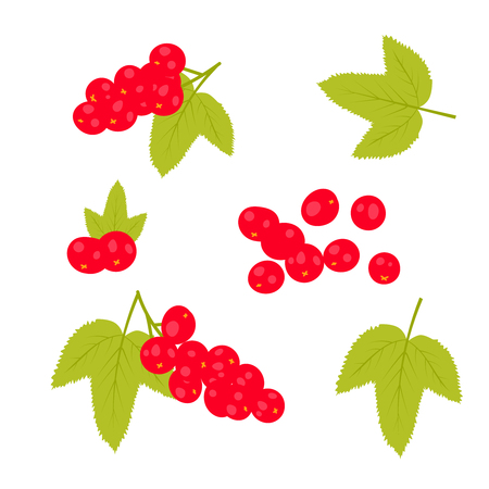 Set of red currants illustration.のイラスト素材