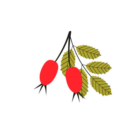 Vector illustration of rosehip. Vector rosehip branch.のイラスト素材