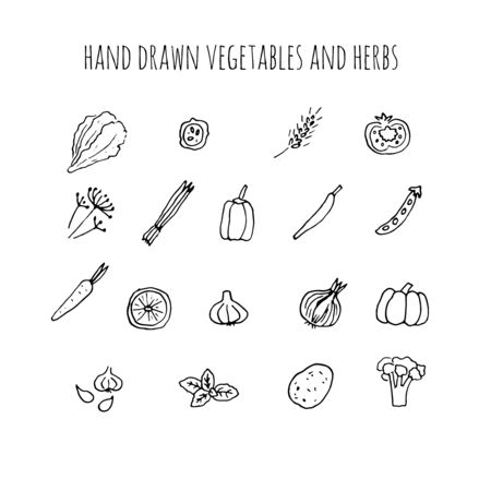 Vector hand drawn vegetables and herbs. Hand drawn icons.のイラスト素材