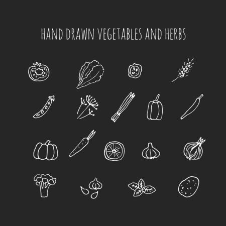 Vector hand drawn vegetables and herbs. Hand drawn icons.のイラスト素材