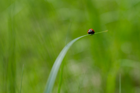 ladybug on the grass