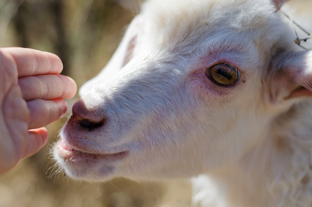 little kid sniffs handの写真素材
