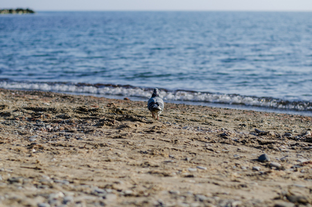 blue dove walking along the sandy beachの写真素材