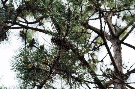 pine branches with cones and long needles