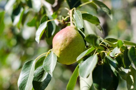 ripe juicy pear on a tree branch in the gardenの写真素材