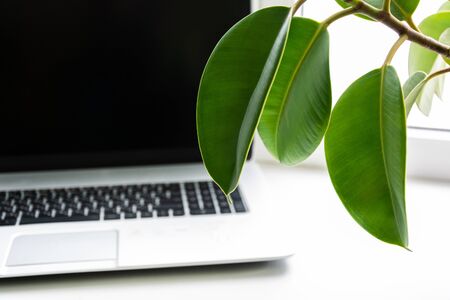 home plant peperomia on the window sill with a laptopの写真素材
