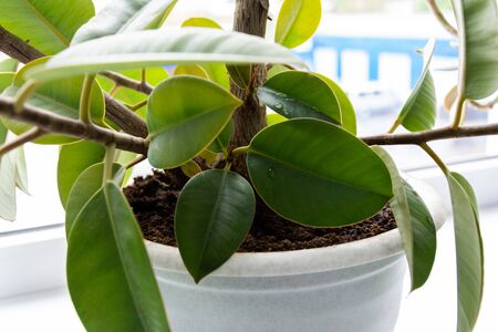 decorative houseplant peperomia in a pot on a window backgroundの写真素材