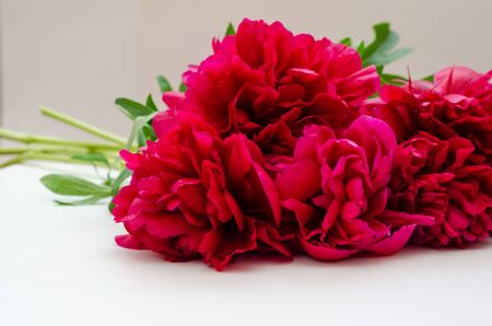 beautiful red peonies flowers on a white backgroundの写真素材