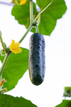 cucumber with inflorescence grows in the gardenの写真素材