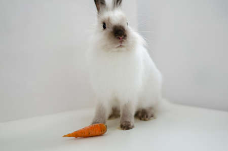 white home decorative fluffy rabbit on a white background with carrotの写真素材