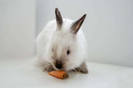 white home decorative fluffy rabbit on a white background with carrotの写真素材