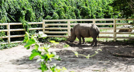 rhino walking behind the fence in the zooの写真素材