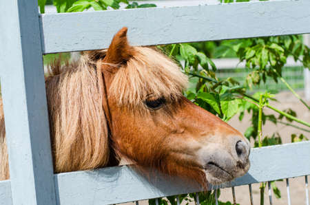 cute brown shetland pony in a paddock with a beautiful hairstyleの写真素材