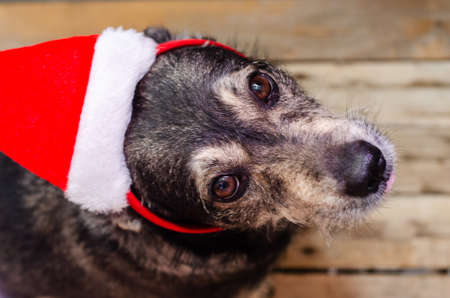 funny dog face in santa claus hatの写真素材