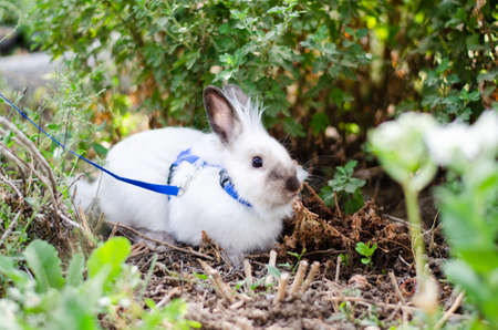 little white decorative rabbit walking on a leashの写真素材