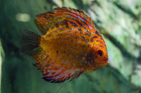 beautiful orange discus fish swimming in the waterの写真素材