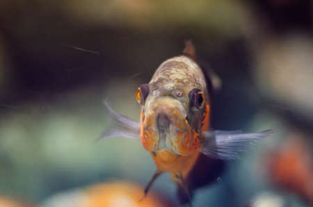 a portrait of the Ocellated Astronotus fish that swims underwaterの写真素材