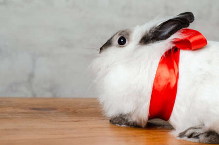 beautiful cute fluffy decorative pet rabbit in a bow sits on a wooden surfaceの写真素材