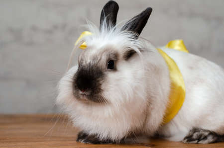 beautiful cute fluffy decorative pet rabbit in a bow sits on a wooden surfaceの写真素材