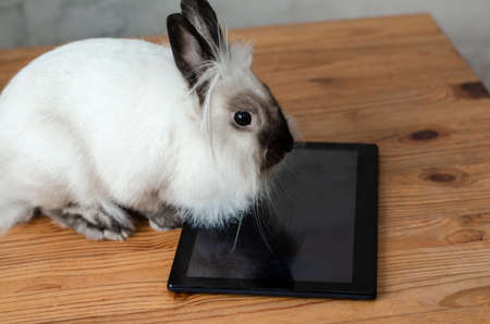 white home cute rabbit watching tabletの写真素材