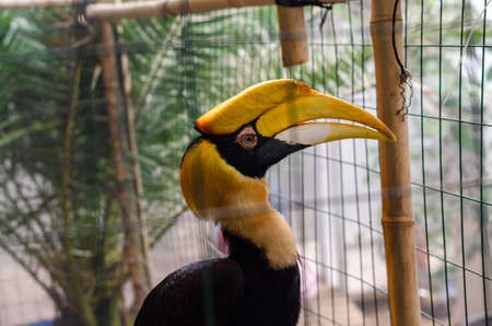 beautiful great hornbill sits in a cage in a zooの写真素材