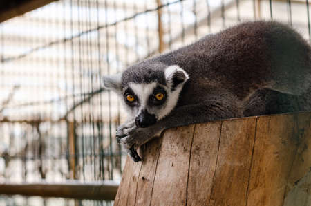 funny lemur lies on a stump in a zoo in a cage