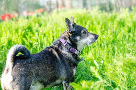 cute terrier dog in a collar standsin the juicy grassの写真素材