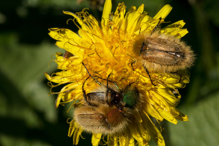 Beauty beetle on flower  