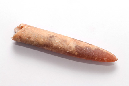 Belemnite の写真素材