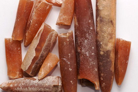 Belemnite の写真素材