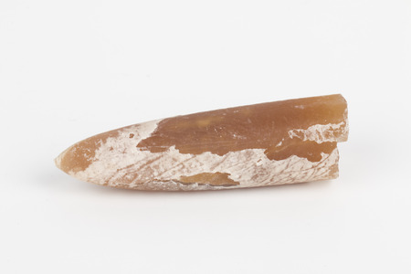 Belemnite の写真素材