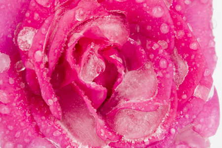 Pink rose covered with frost- Stock Image macro の写真素材