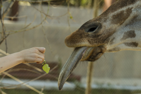 Hand, green leaf and giraffe  の写真素材