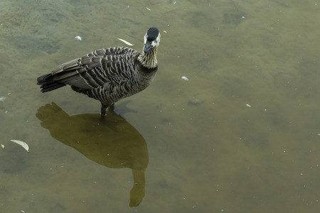 Duck in water ï¿½ Stock image の写真素材