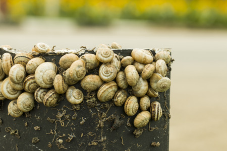 Snails on road sign の写真素材