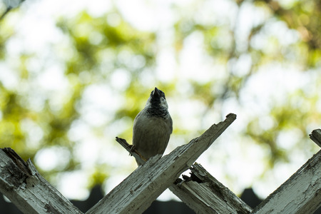 Sparrow on fence の写真素材