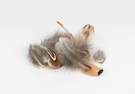 Bright feather  - Stock Image macro.