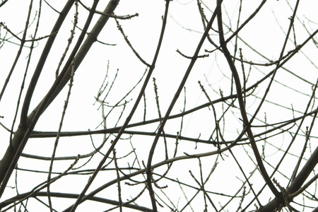 Tree branch - Stock Image macro.の写真素材