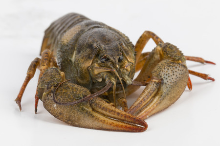 River crayfish alive の写真素材