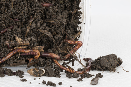 Red worms in compost - Stock image.